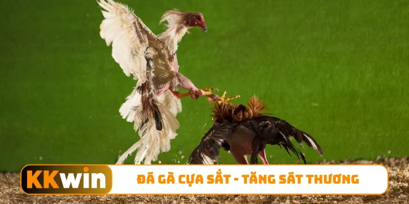 Đá gà cựa sắt
