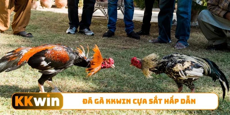 Đá gà KKWIN cựa sắt hấp dẫn
