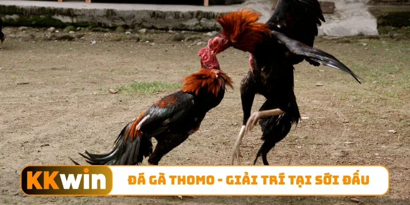 Đá gà Thomo