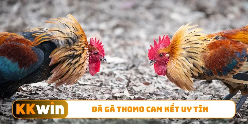 Đá gà Thomo cam kết uy tín