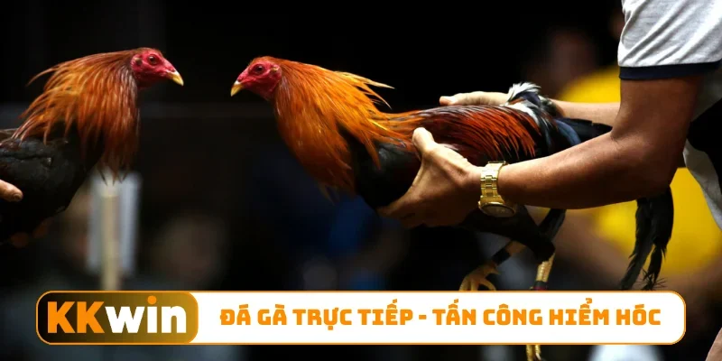 Đá gà trực tiếp