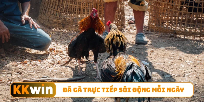 Đá gà trực tiếp sôi động mỗi ngày