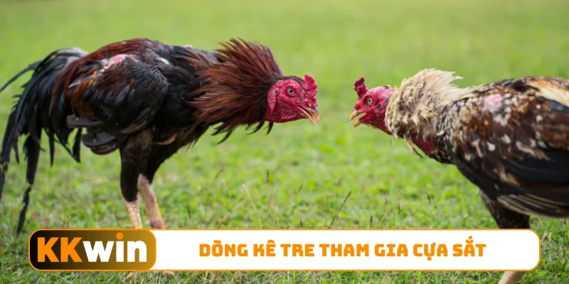 Dòng kê tre tham gia cựa sắt