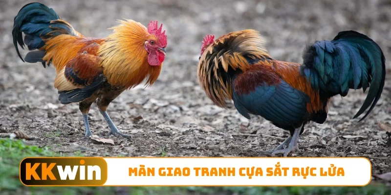 Màn giao tranh cựa sắt rực lửa