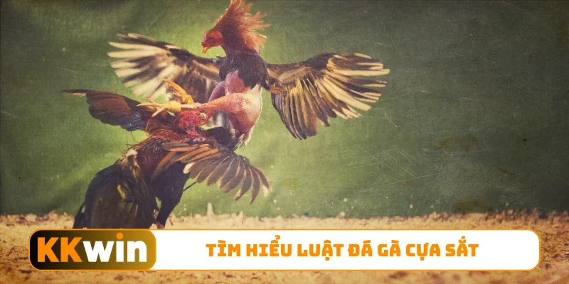 Tìm hiểu luật đá gà cựa sắt