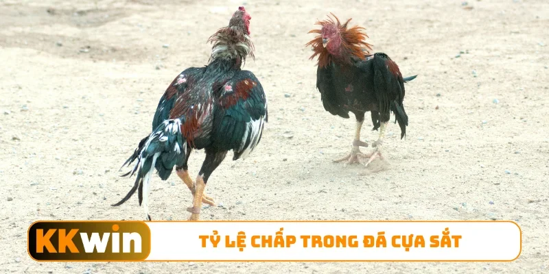 Tỷ lệ chấp trong đá cựa sắt