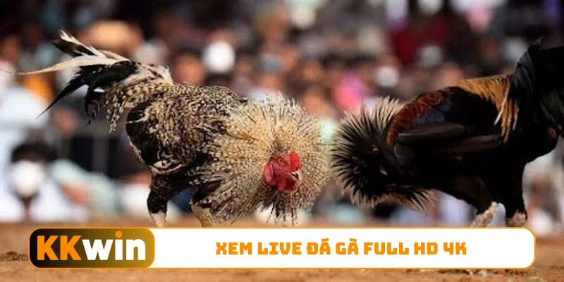 Xem live đá gà full HD 4K